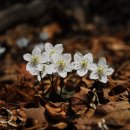 2월 정모 "변산아씨(변산바람꽃)만나러 변산 대소마을갑니다. 이미지