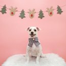 몽그루밍 이미지