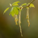 네군도단풍 [Negundo 丹楓, Box elder] 이미지