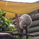 신하농장 | [호주] 시드니 3일차_Oakvale Wildlife Park