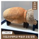 국립군산대학교박물관 | 군산의 역사를 걷는 군산대학교 박물관 미룡동 고분군 여행보고서