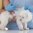 홈종합동물병원 이미지