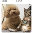 집밥분식 이미지