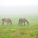 이&장 목장 이미지