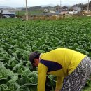 주영농산 이미지