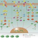 통각수용기가 없는 디스크가 통증이 되는 경우 Discogenic pain 이미지
