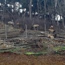 사슴자연 방목장 이미지