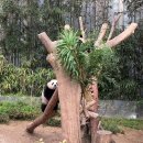 유림바오의 10초밥 도전기🐼🐼🐼🐼🐼🐼🐼🐼🐼🐼