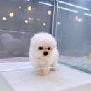 아이러브독 강아지분양 부천점 | 부천 신흥동강아지분양, 우리 가족에게 올 사랑스러운 선물