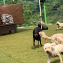 썸바디 독스 이미지