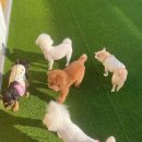 콩콩 강아지 유치원 호텔 놀이방 이미지