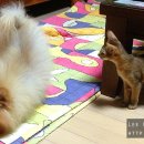 멍구야 놀자 이미지