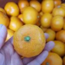 마소물로8번길 | 제주원택 새콤달콤 맛있는 제주감귤을 택배로~