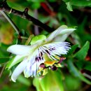 베롱꽃도 올해는 날씨탓인가 ? 이미지