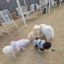 유올리 | 전주애견카페 호텔 유치원 이용가능한 유올리