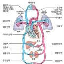 재활용품을 이용한 인체모형 만들기 - 순환기관 - 심장과 혈관 이미지