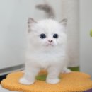 광주강아지분양 고양이분양 미유펫 본점 이미지