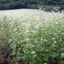 본성2리 이미지