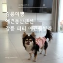 퍼피테일 | 강릉 퍼피 애견풀빌라 애견동반펜션 다녀온 후기