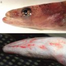 유럽산 뱀장어의 주요 감모 요인인 rahbdoviris (Eel virus European X, EVEX) 이미지