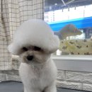 언니네 펫 이미지