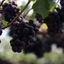 대송농장 이미지