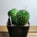 피코
