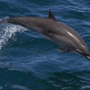 포유동물綱 - 고래目 - 돌고래科 - 클리멘돌고래 이미지