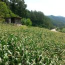 삼척옥수수