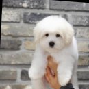 달링하이울산 이미지