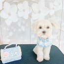 애니멀 살롱 이미지