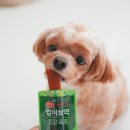 애견종합병원 | 강아지 간식 건강한 애견간식