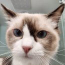 압구정 동물의료센터 이미지