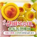 신비복숭아, 송동농장에서 당일 수확해 신선하게 받아본 솔직 후기