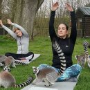 여우요가 이미지