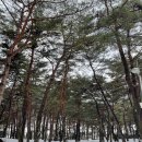 [캠핑기록#9] 평일캠의 여유로움을 느낄 수 있는 곳, 영월 캠핑장추천 | 회동솔향캠핑장