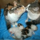 행복한 고양이 이미지