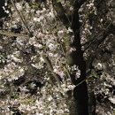 남도홍어삼합 이미지