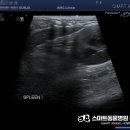 스마트동물병원군자점 이미지