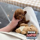 10만원부터 소형견분양 중형견분양 대형견분양 20-30만원대 강아지책임분양 강아지분양 만나보실 수 있어요 이미지