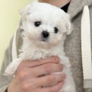 멍멍앤쿡 | 티컵강아지분양 예쁘고 건강해!
