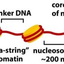 히스톤(HisTone) 이미지