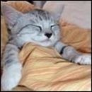 멍멍냐옹 이미지