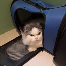 아이캣 고양이미용 호텔 이미지