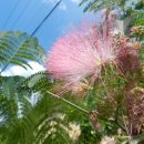 괴곡리 Daum카페