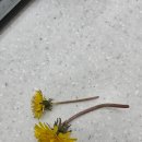 송이약국 이미지