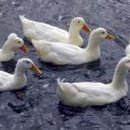 복오리 숯불구이 이미지