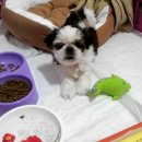 가온아리 이미지