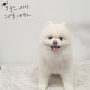 원 반려동물 미용실 이미지