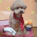 늘 예쁘개 이미지